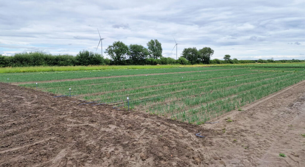 Netherlands Onions Trial