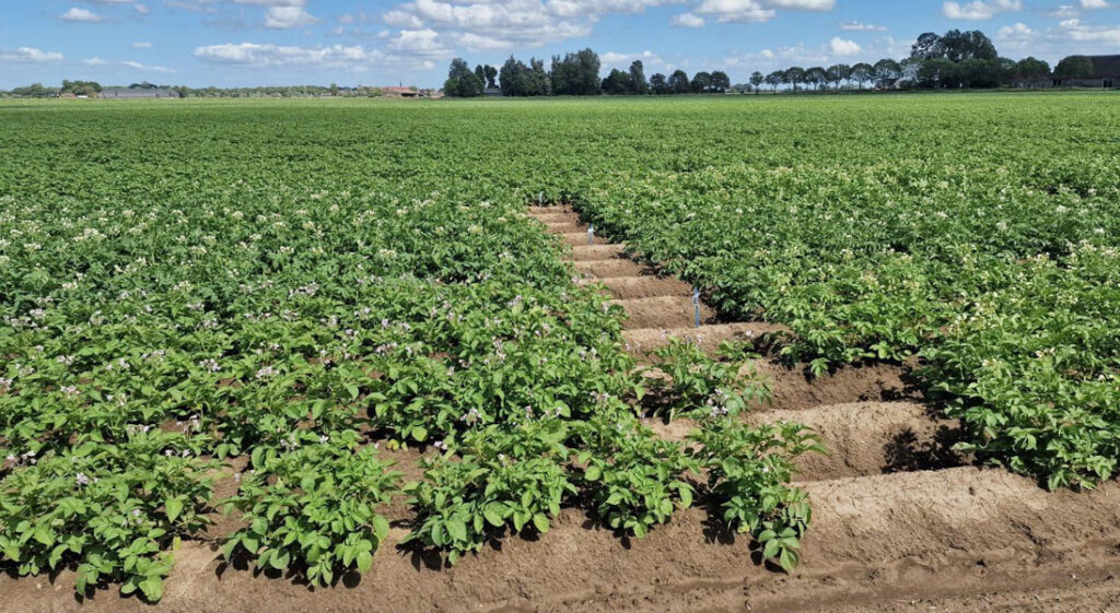 Dutch potato trial