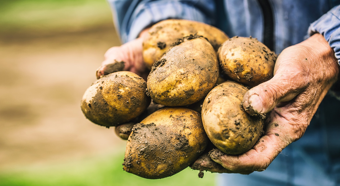 Biostimulants and Potatoes