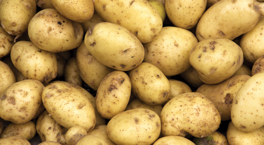 Potato trial data: Maxstim Agriculture+ proven to increase yields and margins