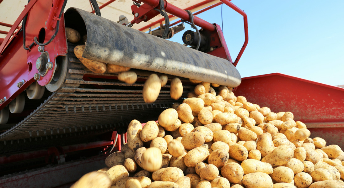 The future of potato farming