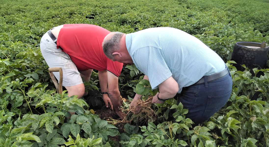 Maxstim potato field trials