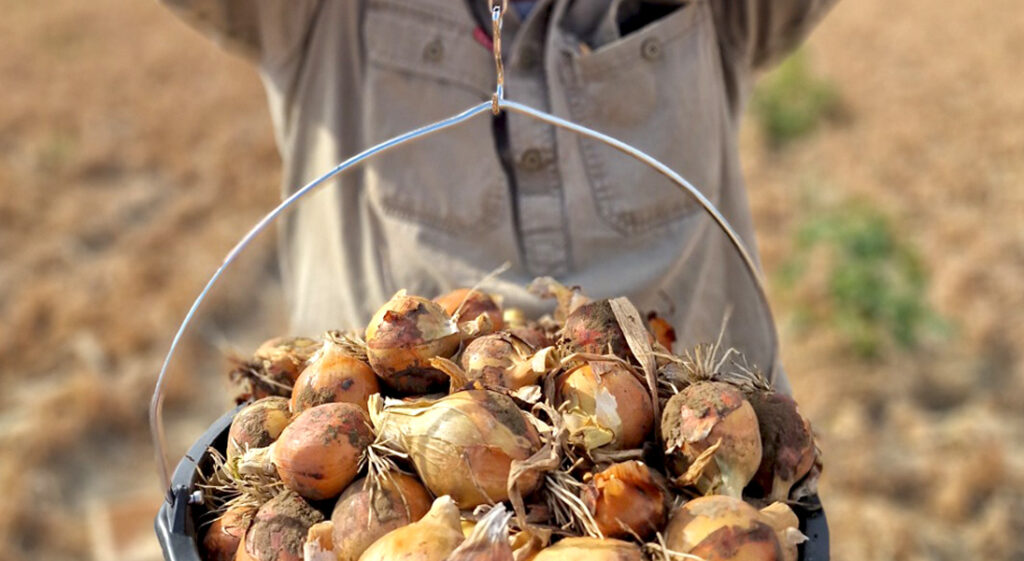 Onions being weighed