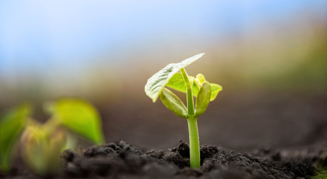 Crop resilience