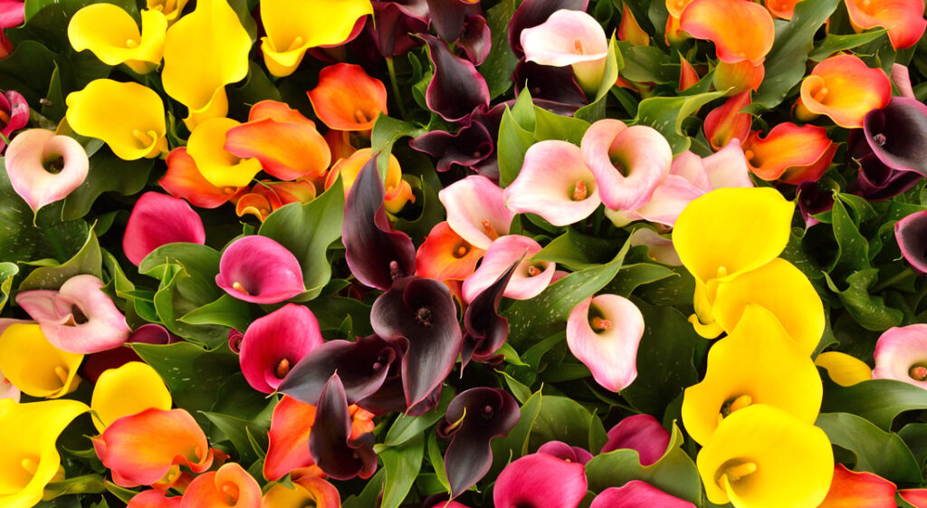 Calla Lilly Bulbs