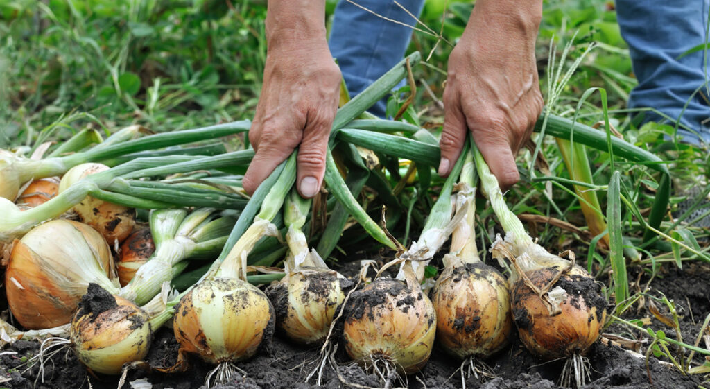 Using Maxstim on your onions