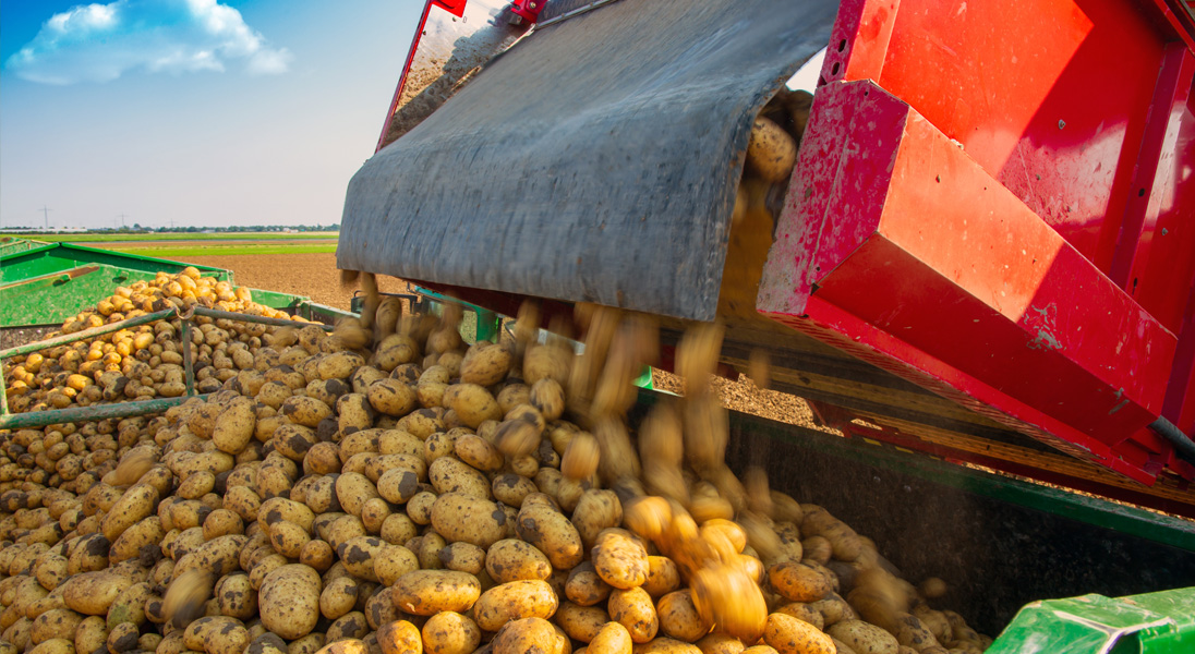 Potato harvesting