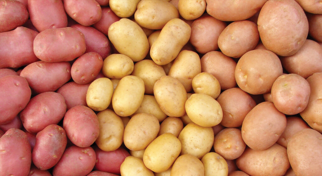 53 potato field trials