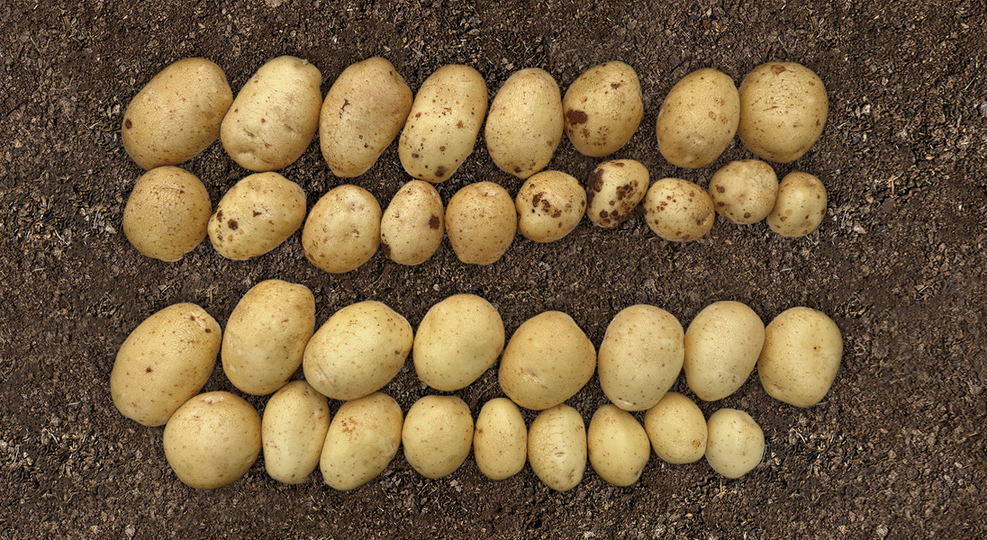 Building consistent maincrop yield in UK potato crops