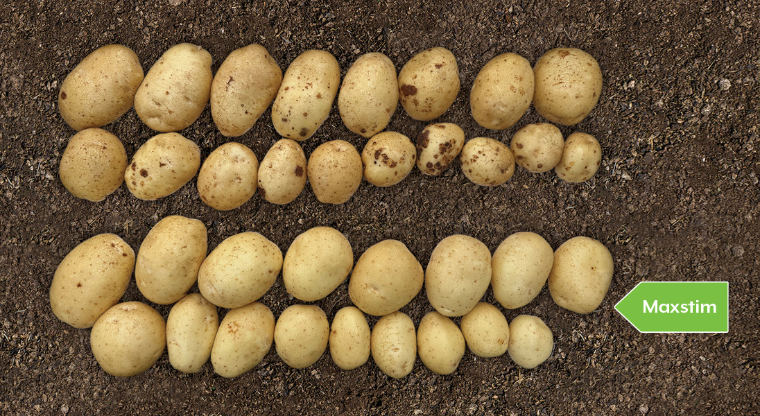 Maris Piper comparison