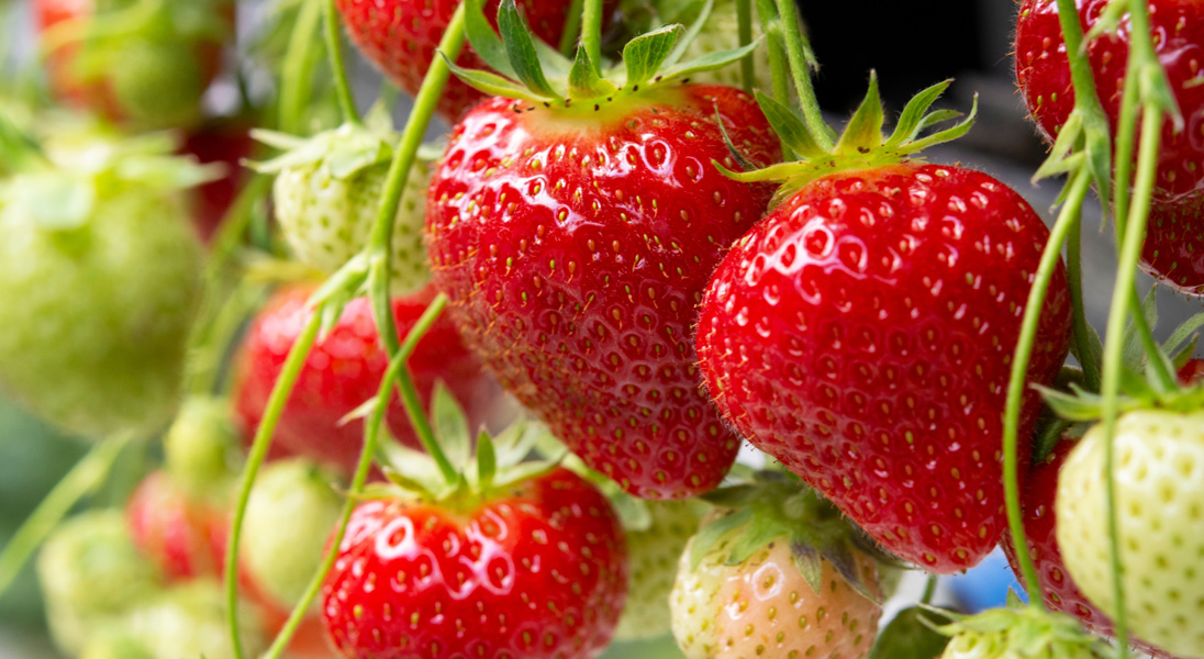 Strawberry Trial in Kenya