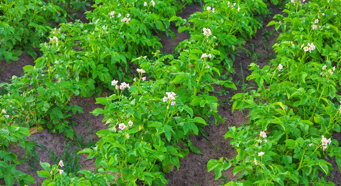 Potato crop emergence