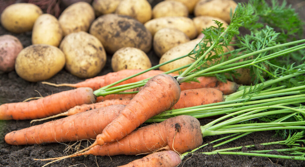 Consistent Crop Growth
