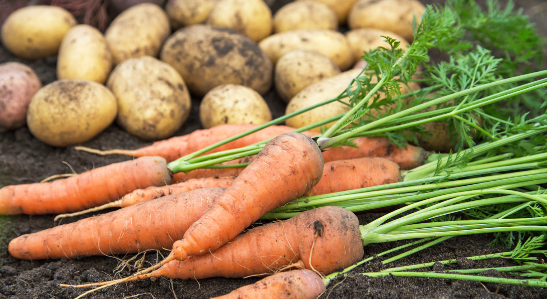 Consistent Crop Growth