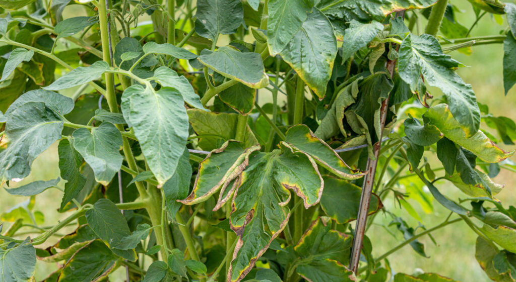 Plant Stress