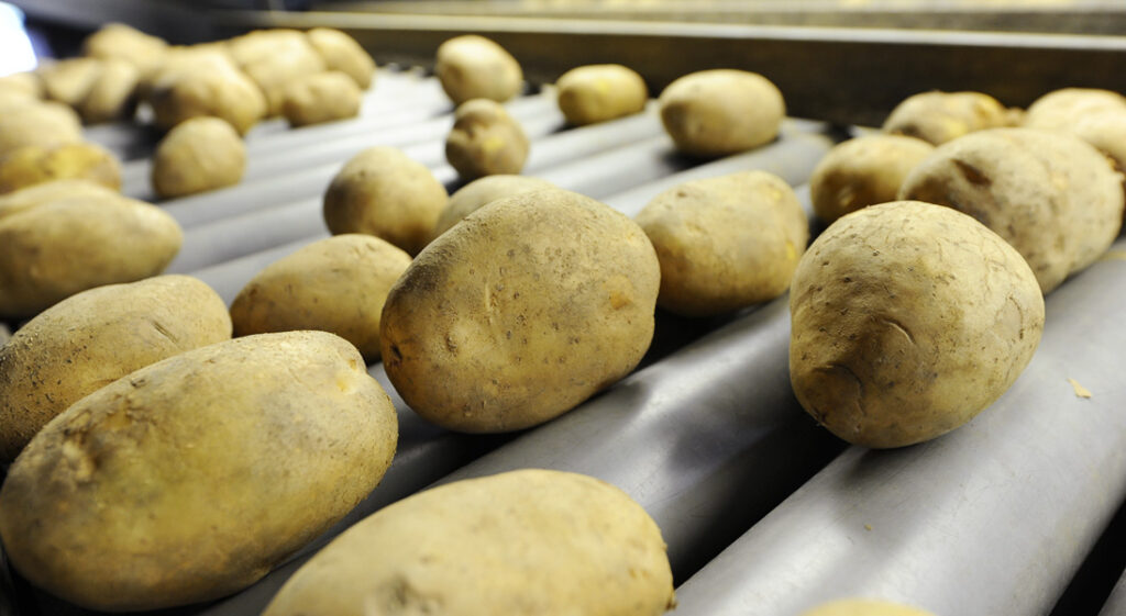 Potato grading