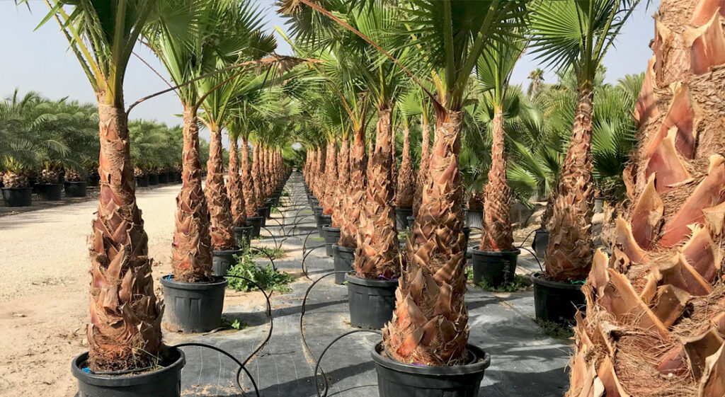 Palm Tree Root System