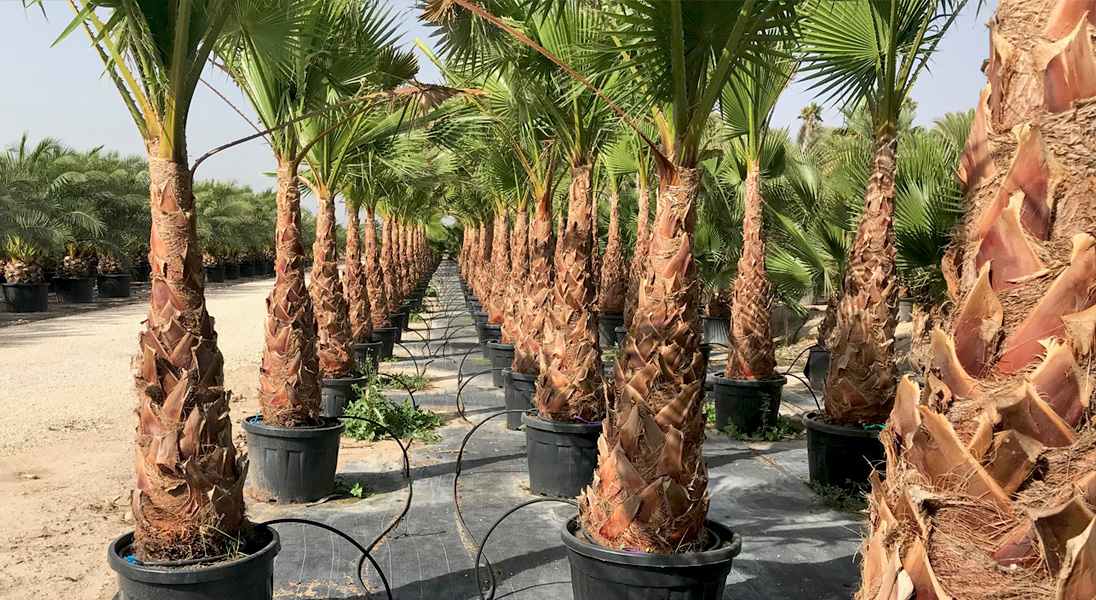 Palm Tree Root System