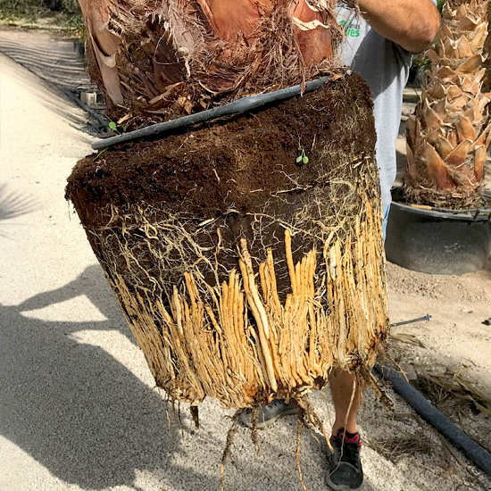 Palm Tree Roots