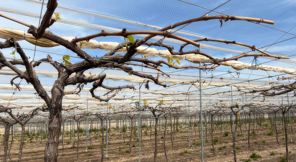 Uvas Doce grape vines